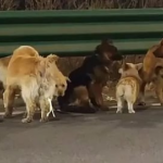 Seven dogs in China escaped thieves and walked 17km home, capturing millions online. Explore the full story, rescue efforts, and impact.