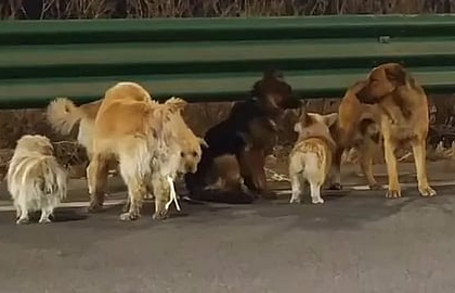 Seven dogs in China escaped thieves and walked 17km home, capturing millions online. Explore the full story, rescue efforts, and impact.