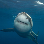 Great White Shark “Contender” Spotted Near Florida Coast