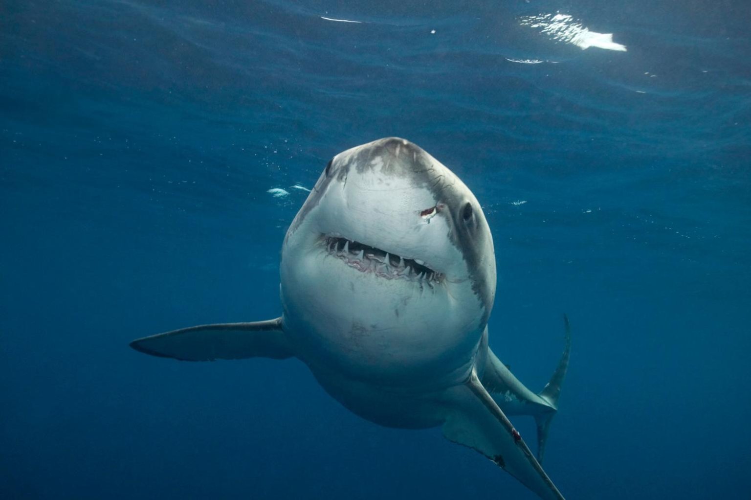 Great White Shark “Contender” Spotted Near Florida Coast